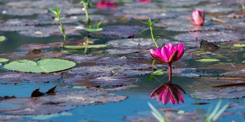 20191124__00048-21 Le long du canal qui relie le lac Inle au lac Sagar, fleurs de lotus